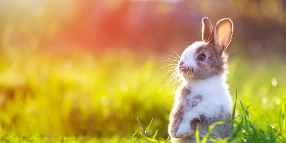 Cute little bunny in grass with ears up looking away